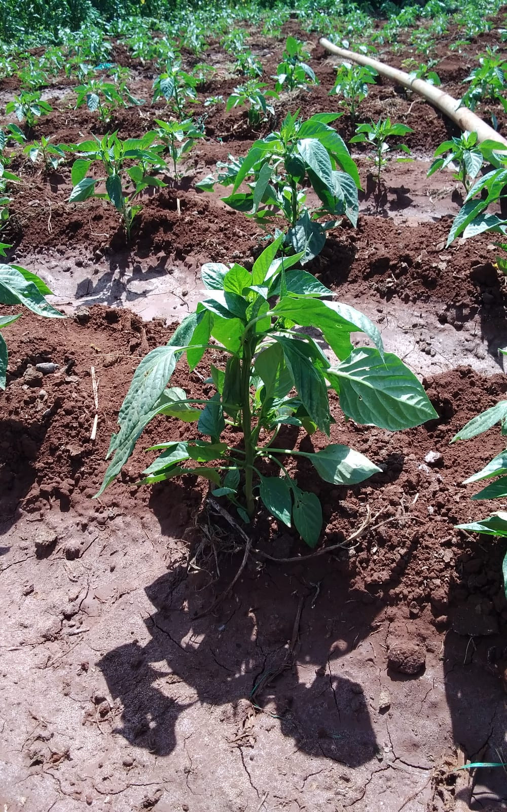 Grow Peat Organic foliar fertilizer samples. Boost Plant Growth with Organic Fertilizers: Our Effective Solution