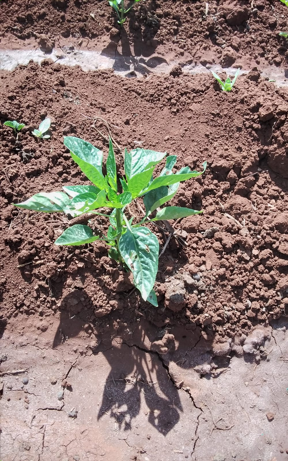 Grow Peat Organic foliar fertilizer samples. Boost Plant Growth with Organic Fertilizers: Our Effective Solution