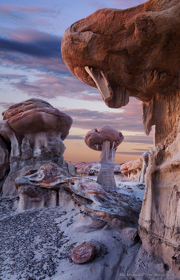 Colors of Colorado & New Mexico. Pet, Senior, Landscape, portrait studio, photographer in Miami and Sou