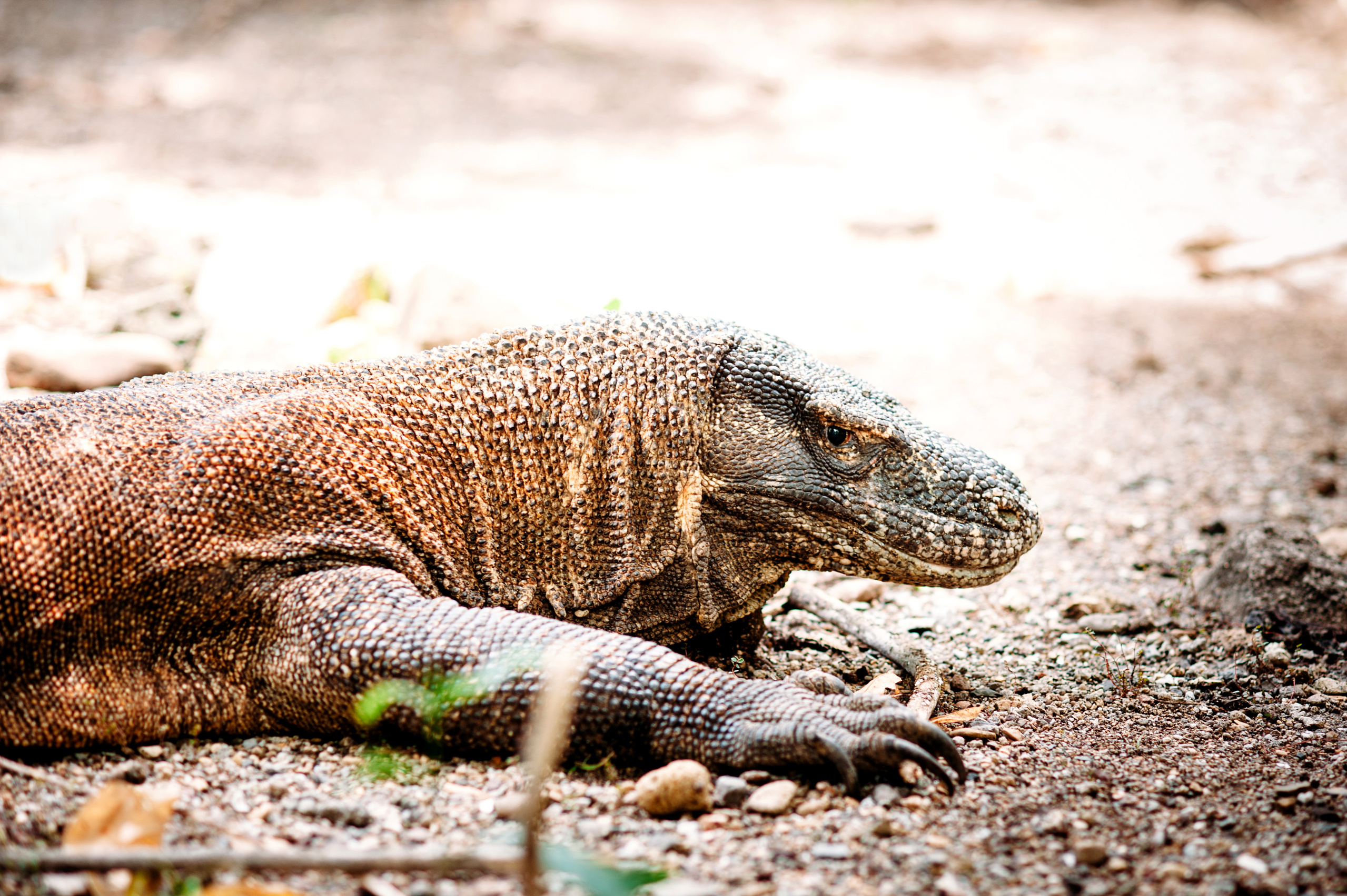 Wedding family photographer Alicante Benidorm Valencia Costa Blanca