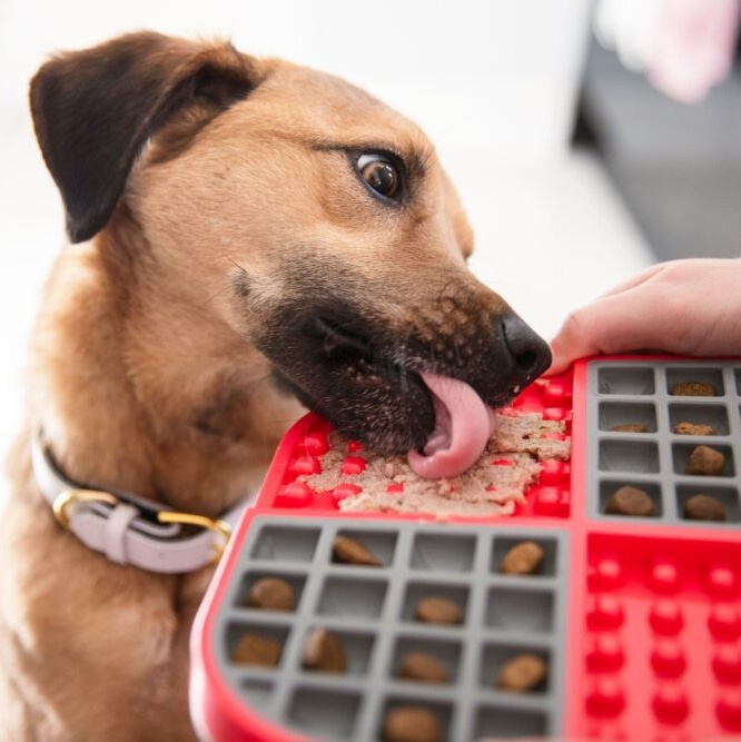 Подарунки. Фотограф-анімаліст Київ