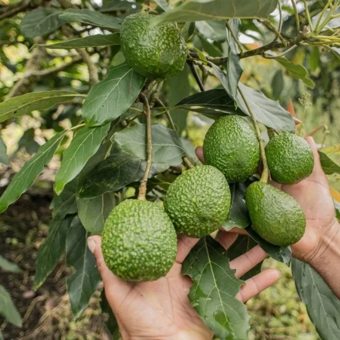 THE EFFECTS OF HUMIC ACID ON GRAFTED HASS AVOCADO. Boost Plant Growth with Organic Fertilizers: Our Effective Solution