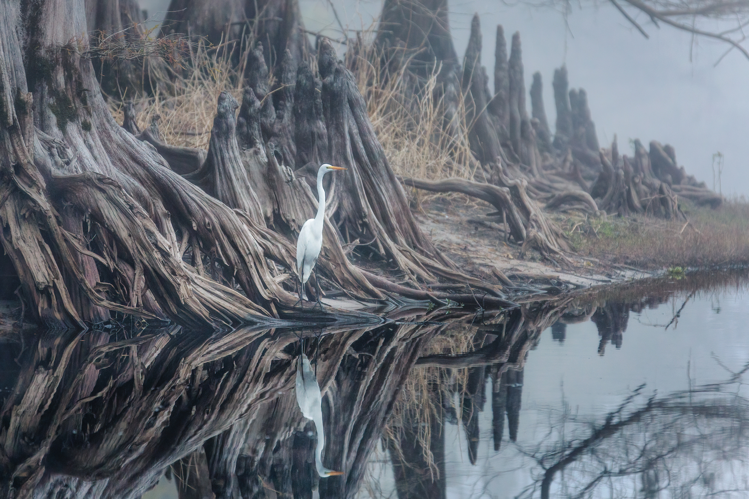 Thanksgivings in Cypress Forest. Pet, Senior, Landscape, portrait studio, photographer in Miami and Sou