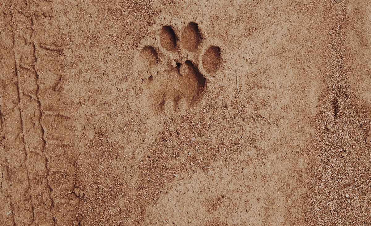 Joined the second season of the online research reading group “Nonhuman Animals and Technology” by Garage Digital. Daria Goncharova / Conceptual artist