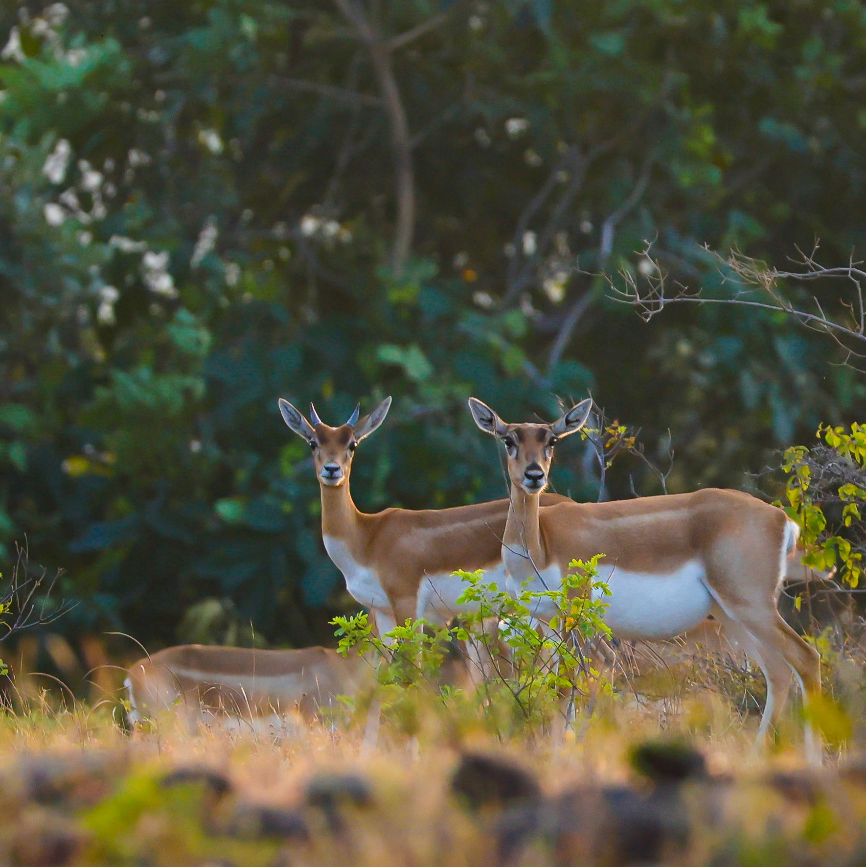 Services. Cricket and sports photography