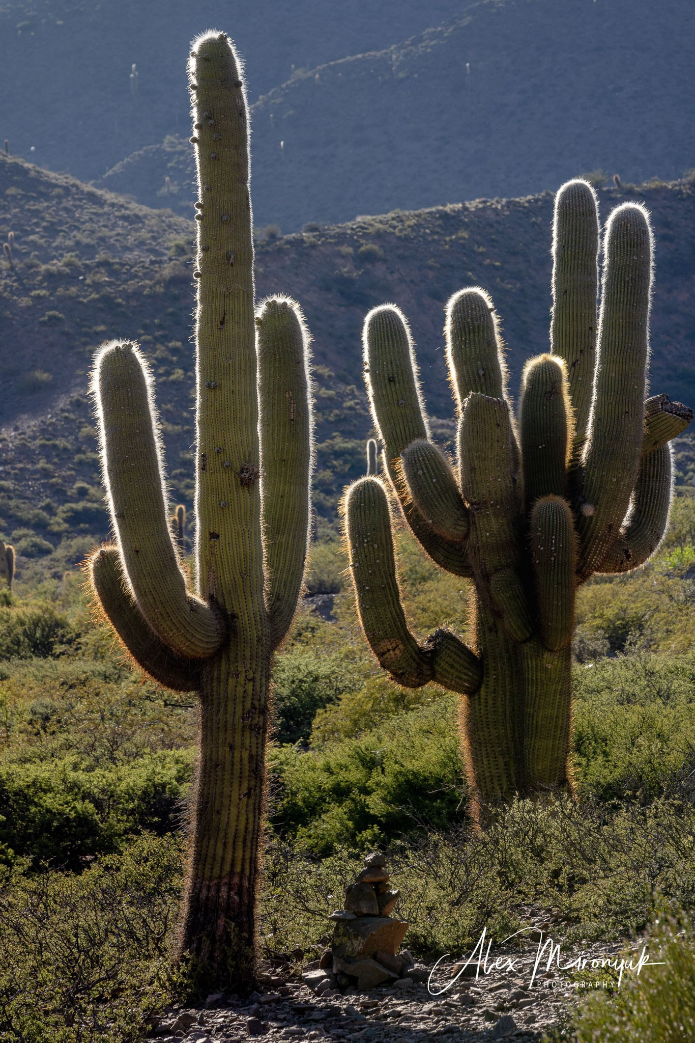 Northern Argentinian Adventure. Pet, Senior, Landscape, portrait studio, photographer in Miami and Sou