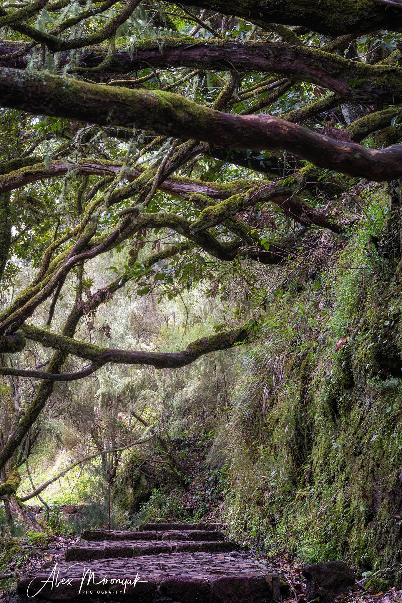 Azores And Madeira. Pet, Senior, Landscape, portrait studio, photographer in Miami and Sou