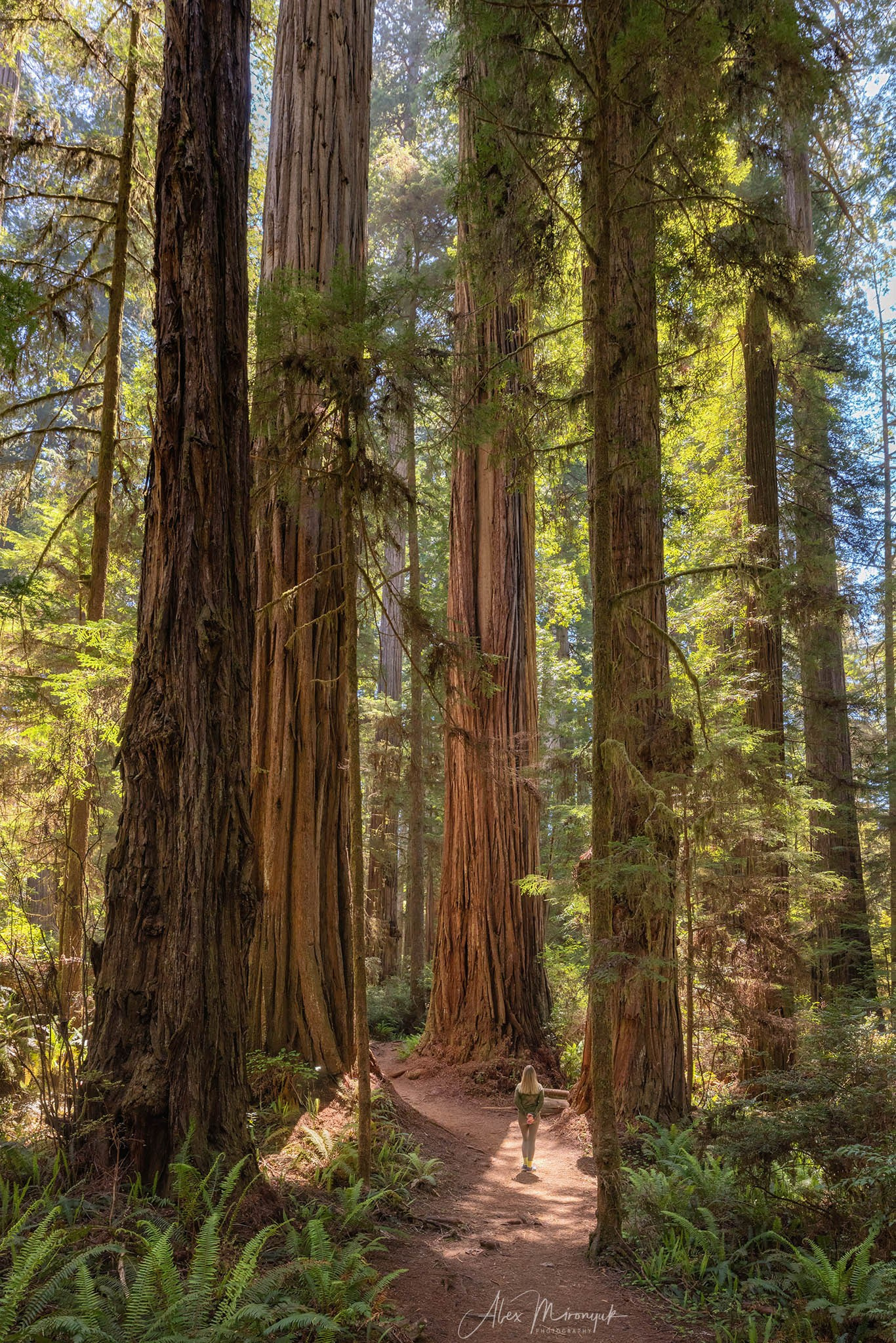 From Crater Lake to the Coast — A Photographer’s Journey. Pet, Senior, Landscape, portrait studio, photographer in Miami and Sou