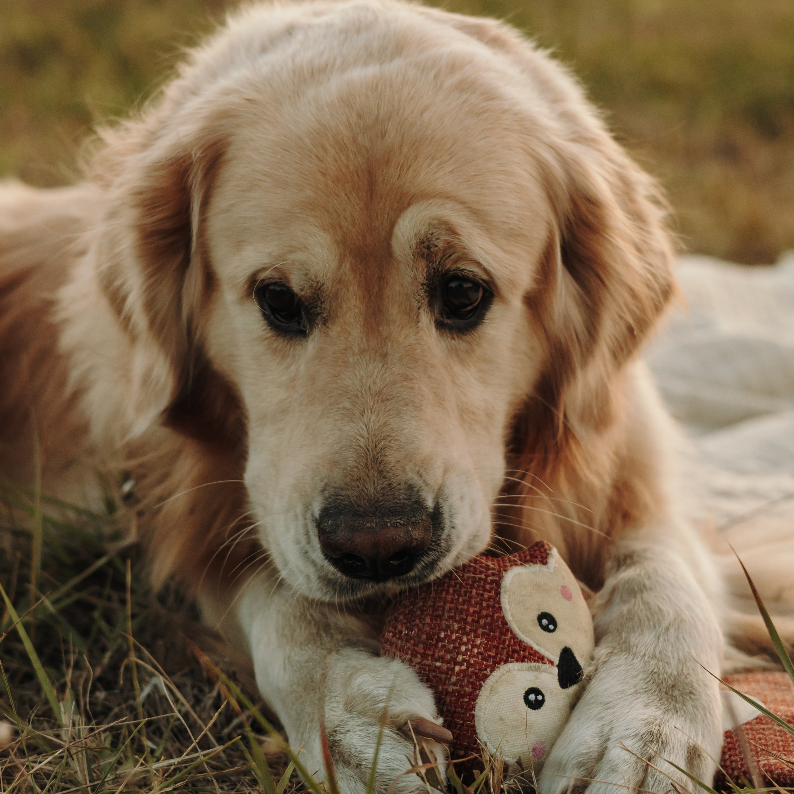 Обо мне. Фотограф-анималист | Белград