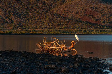 Artist Collection. Los Cabos Wedding Photographer – Izrael Reyna