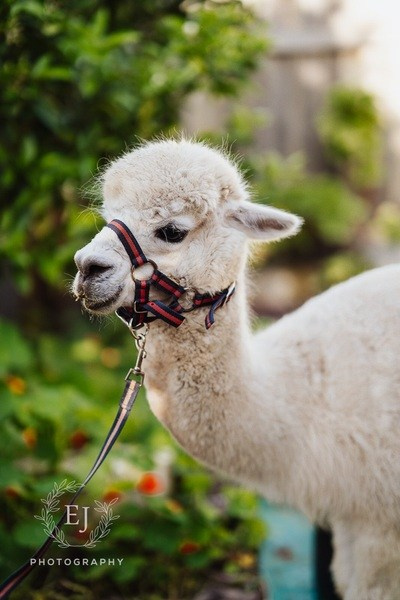 Nora & Jim — Perth City Farm. Emma Joy Photography