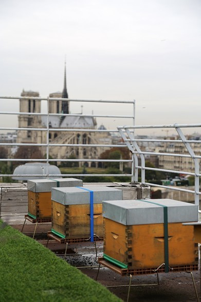 Les abeilles de Paris. Natalia Bogdanovska. Films et photographie corporate en France
