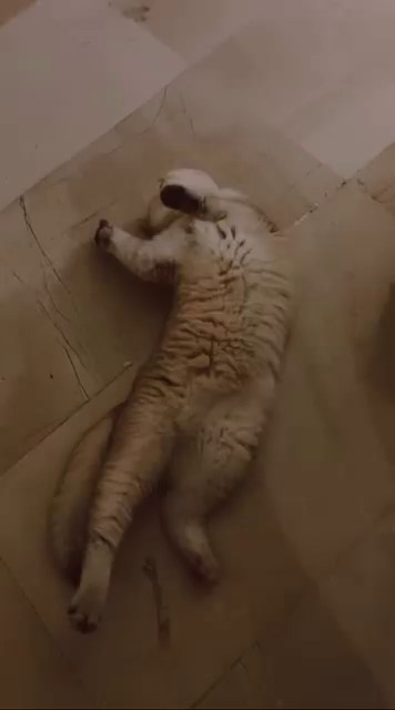 Дети и кошки. Питомник британских кошек драгоценных окрасов