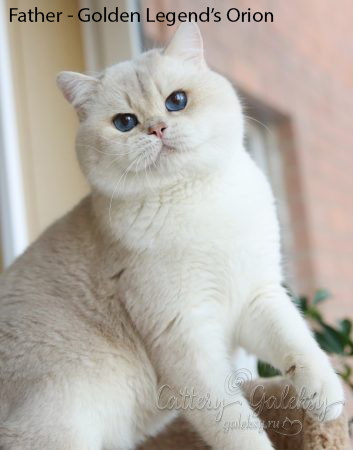 Εκτροφειο βρετανικης κοντότριχης γατας στην Ελλαδα, εκτροφείο βρετανικής κοντότριχης στην Αθήνα, εκτροφειο british shorthair Αθηνα, βρετανικη κοντοτριχη τσιντσιλα, χρυση βρετανική γάτα, βρετανική κοντότριχη γάτα με pedigree, βρετανική κοντότριχη γάτα τιμή, βρετανική μακρύτριχη γάτα, εκτροφείο βρετανικής κοντότριχης γάτας στην Κύπρο, εκτροφείο βρετανικής κοντότριχης γάτας στην Λεμεσό, βρετανική γάτα στην Κύπρο τιμή, χρυσή βρετανική γάτα στην Κύπρο, χρυσή βρετανική γάτα Λεμεσός