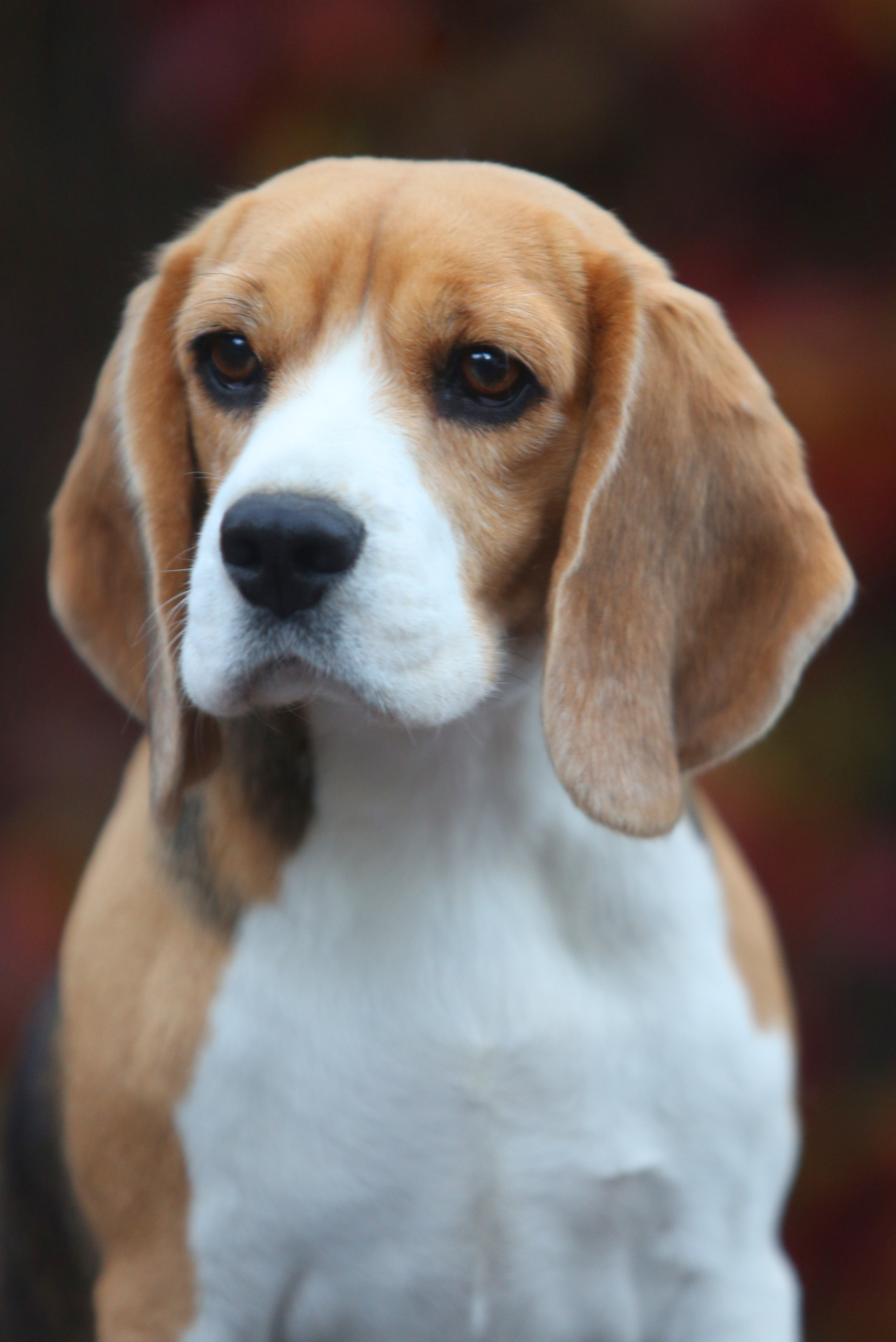 Дівчата. Розплідник біглей в Україні