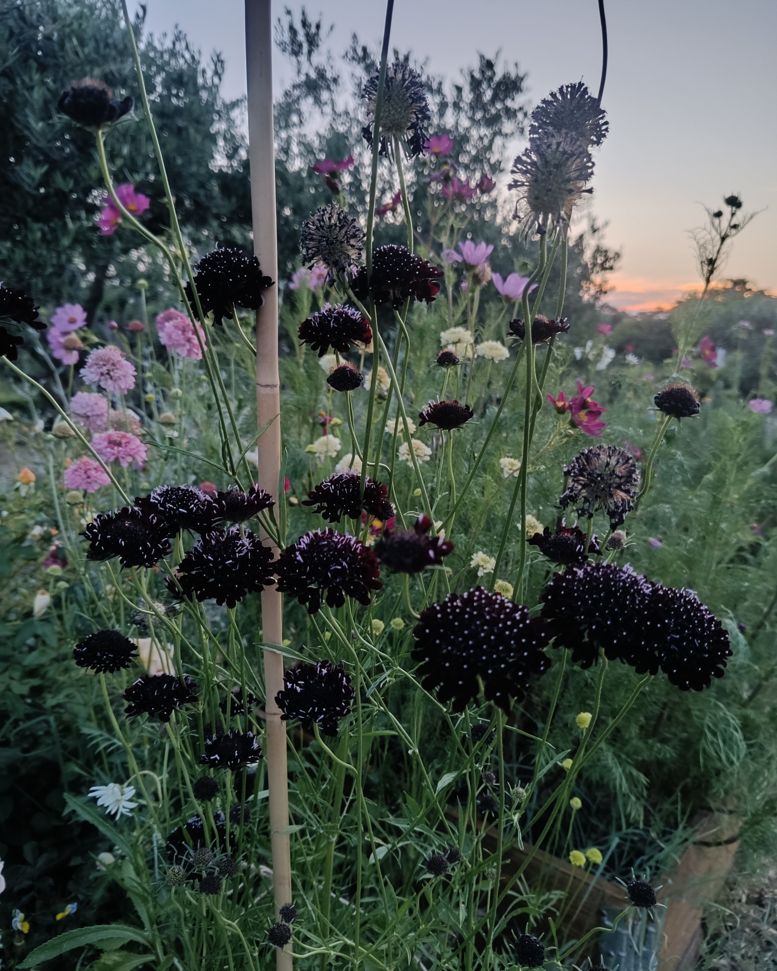 O nama. Herbarij studio