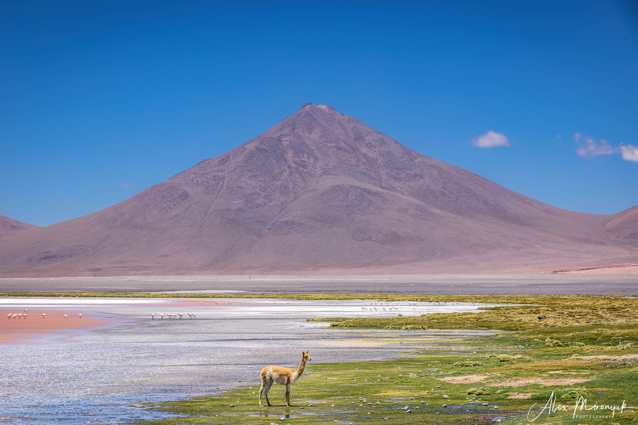 Bolivia Adventure. Pet, Senior, Landscape, portrait studio, photographer in Miami and Sou