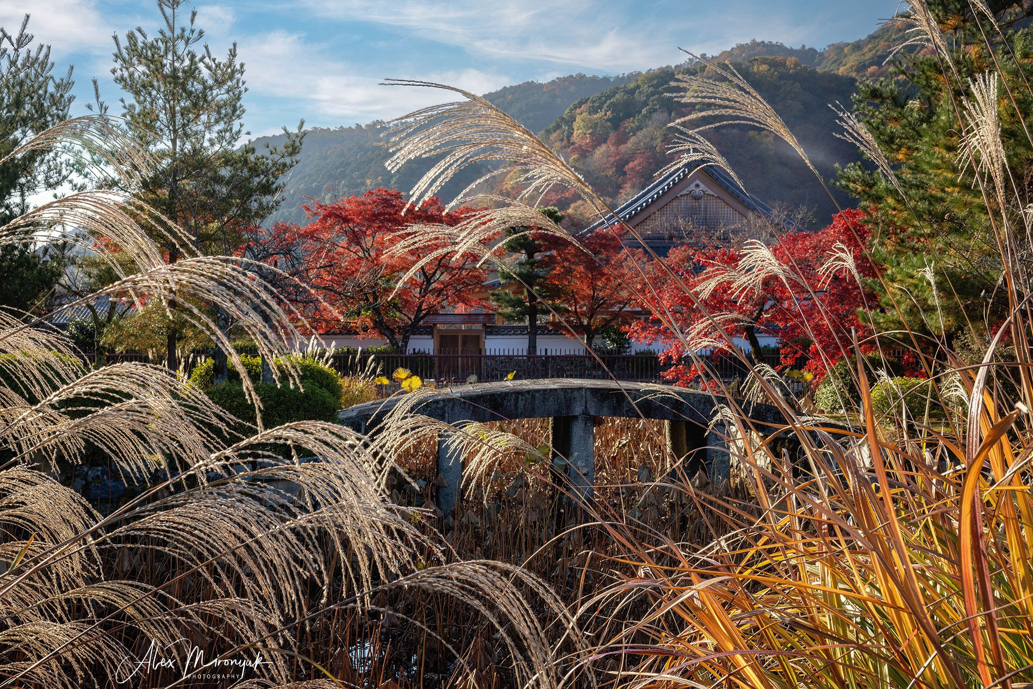 Autumn Colors of Japan. Pet, Senior, Landscape, portrait studio, photographer in Miami and Sou