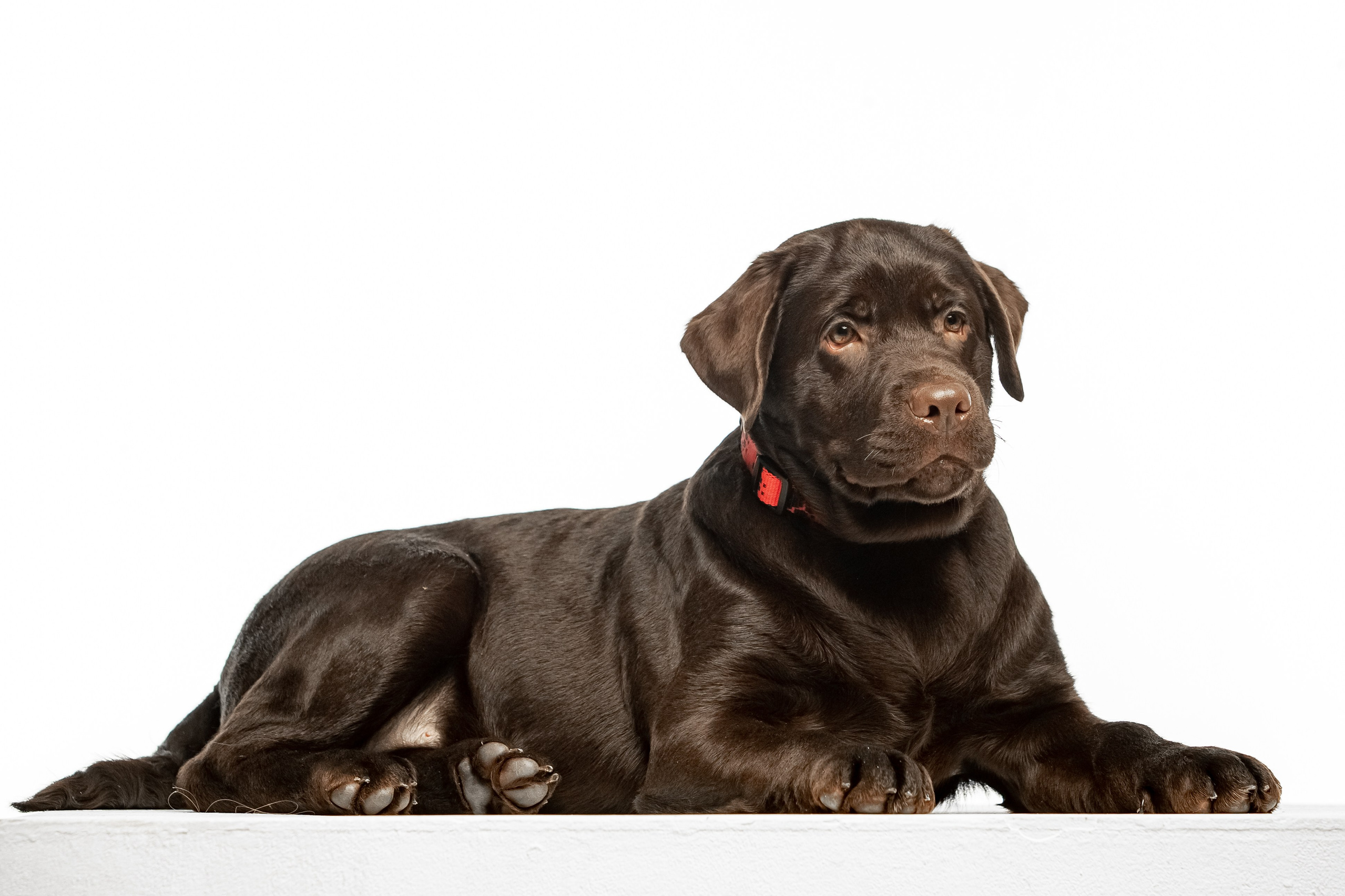 Цуценята шоколадного лабрадора. Цуценята лабрадор ретривера, Дніпро, Україна