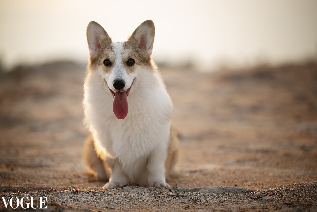 Katerina Royter Pet Photographer North Florida
