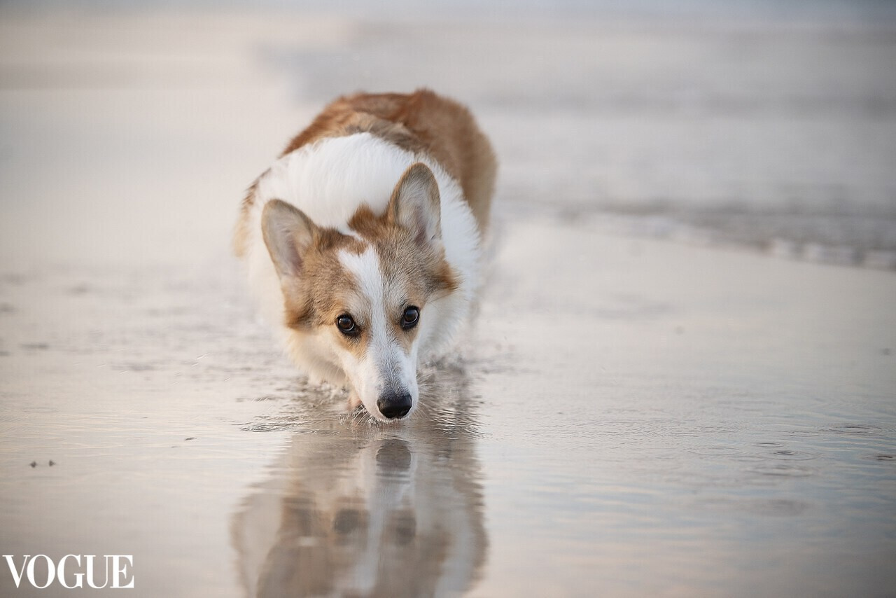 Publications. Katerina Royter Pet Photographer North Florida