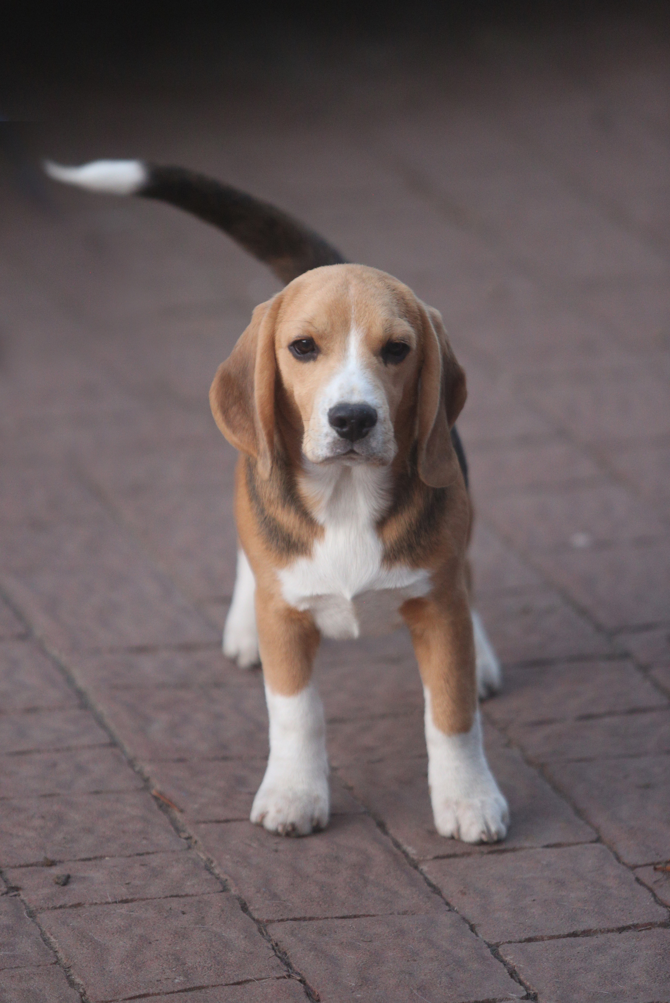 Джони. Питомник биглей Selesta’s Dreams