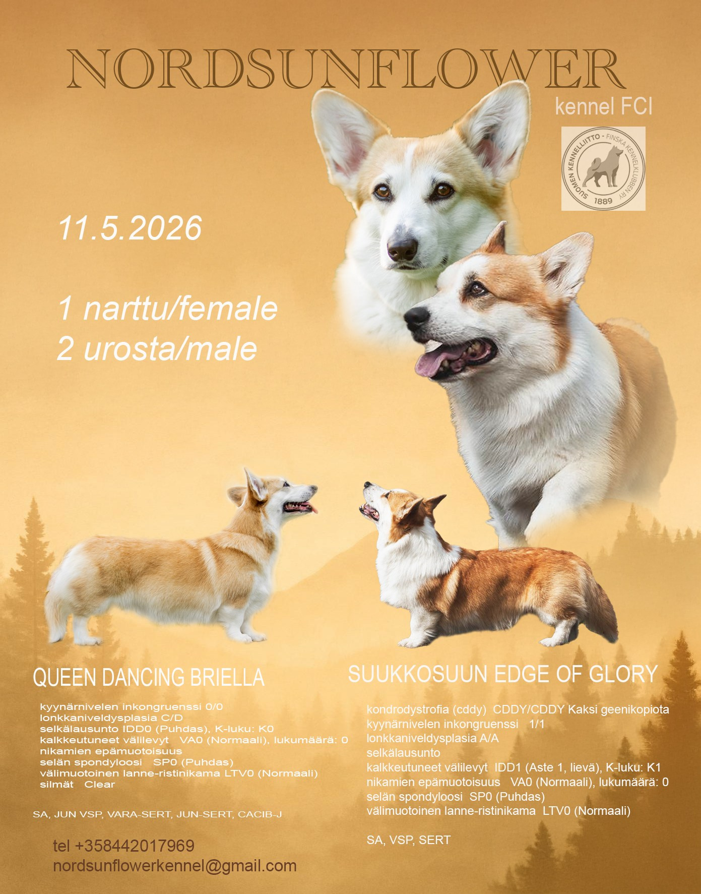 Uutiset/ News. Nordsunfower