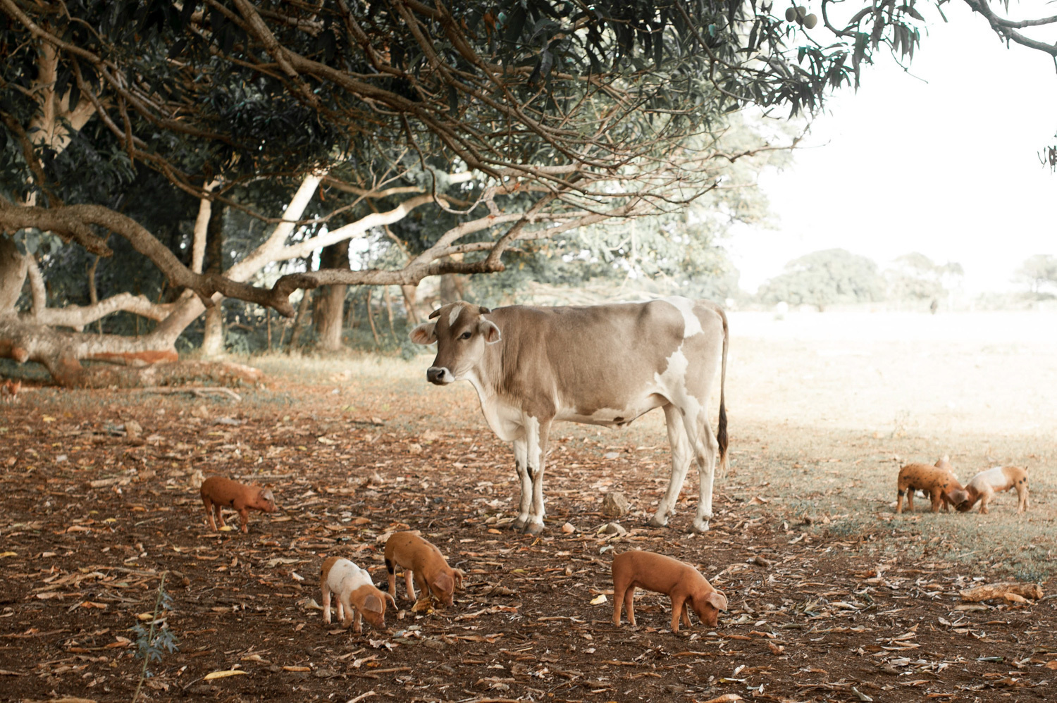 Cow and piglets on pasture in the Dominican Republic.