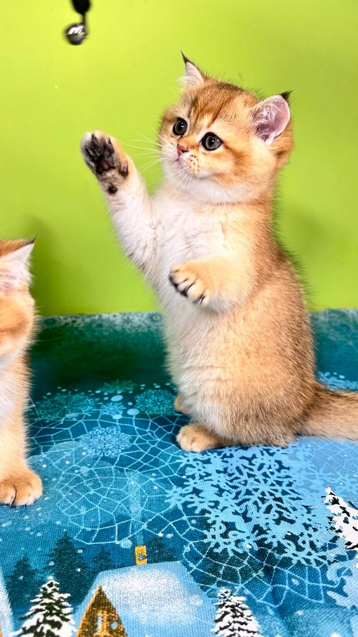 FAQ. DreamCatFold — питомник шотландских кошек в Греции