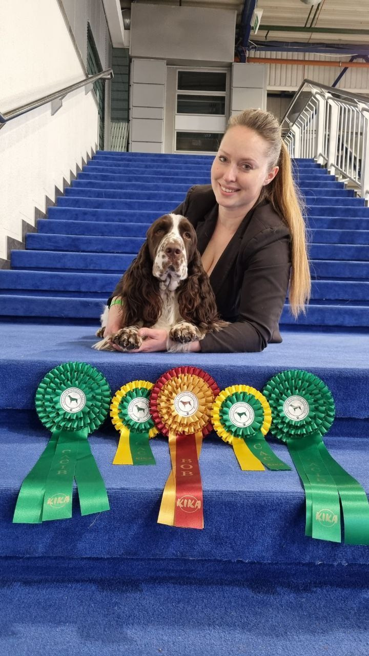 Photo springer spaniel champion of Lithuania