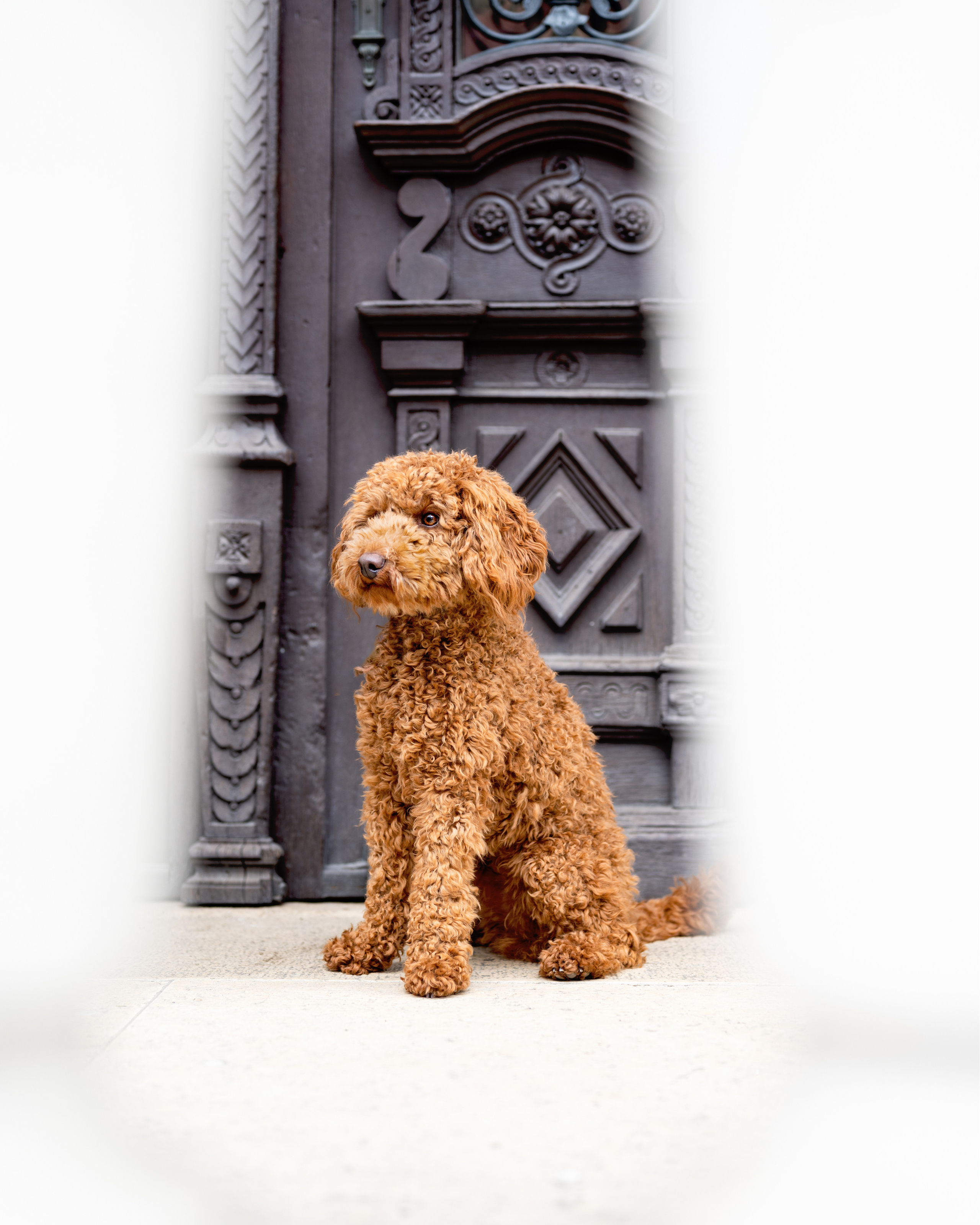 Kontakt. Tierfotografie und Familienfotografie in der Hallertau