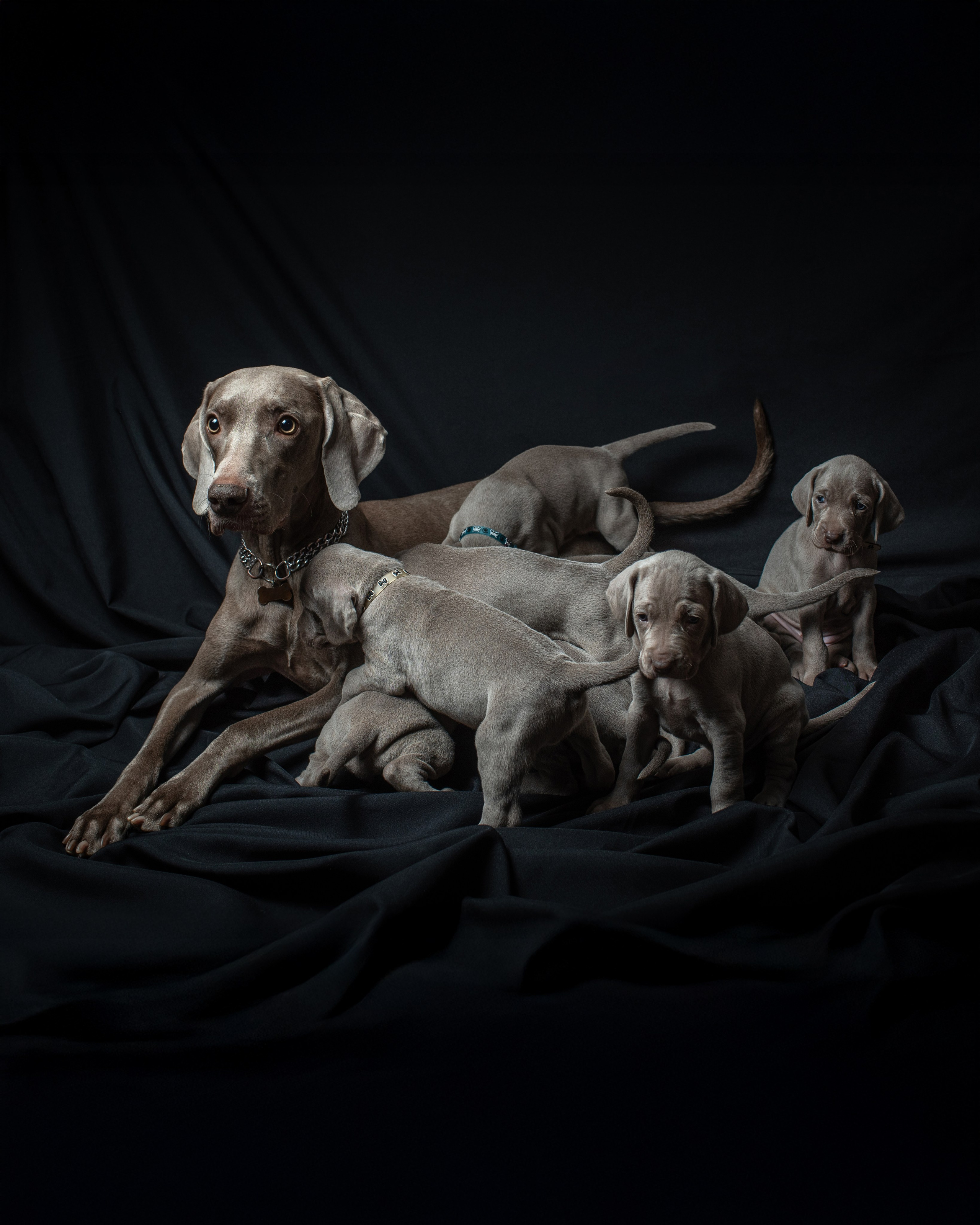 Pricing & Booking | Pet Photography by Tanya Asfir, Belgrade. Tanya Asfir — Pet & Animal Photographer | Belgrade, Serbia