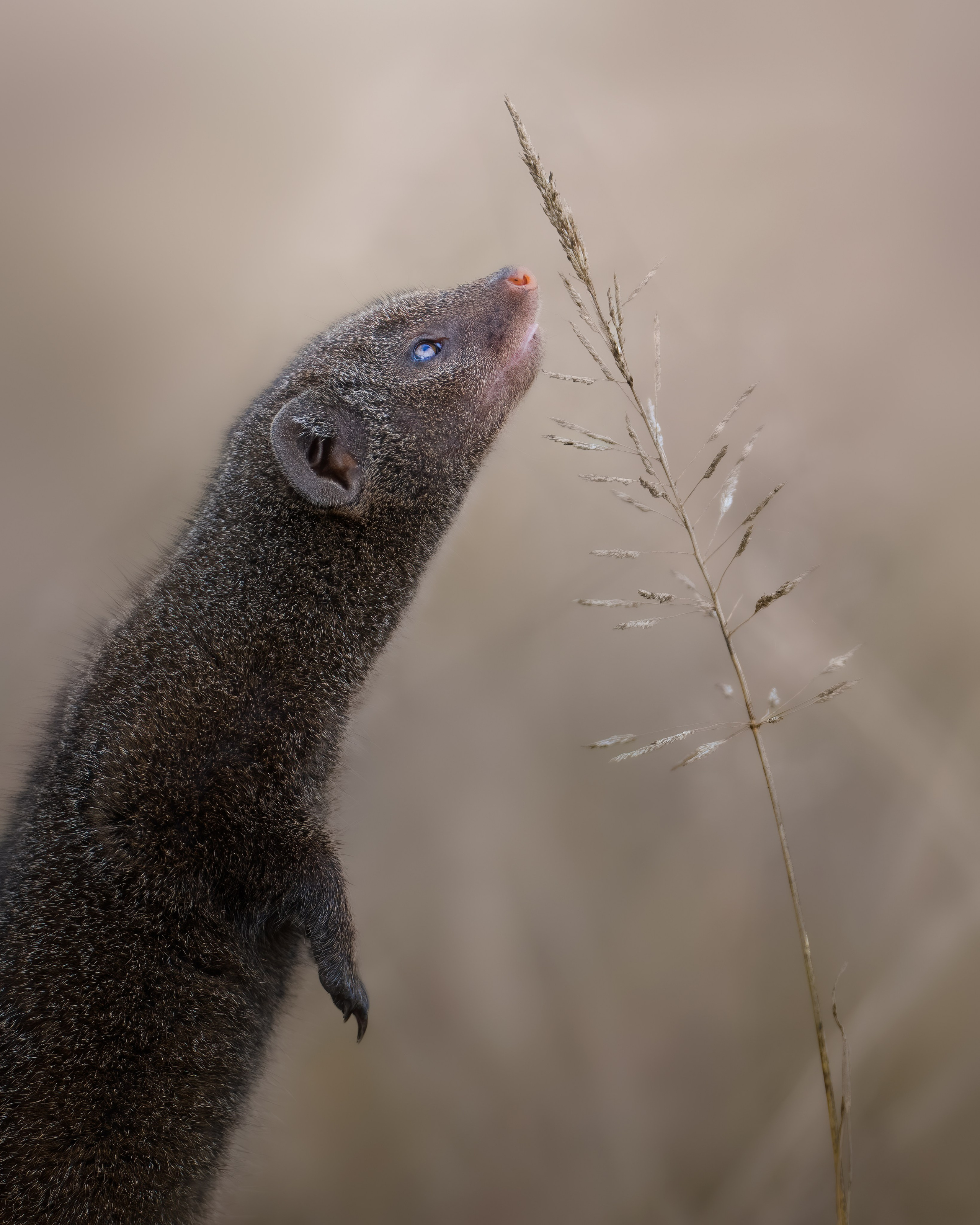 3-SESSION ONLINE MASTERCLASS. Fine art wildlife photographer Alexandra Surkova