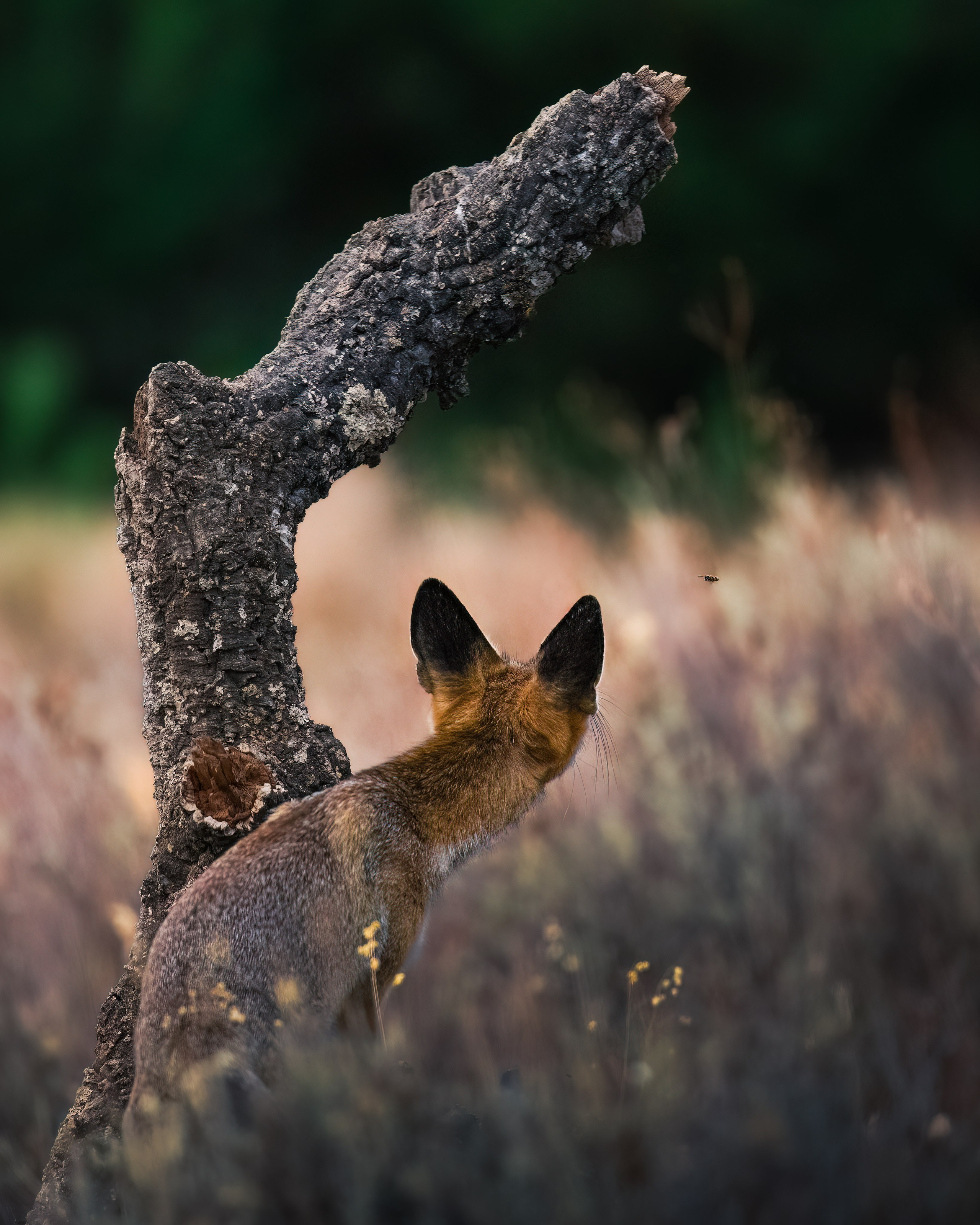 3-SESSION ONLINE MASTERCLASS. Fine art wildlife photographer Alexandra Surkova