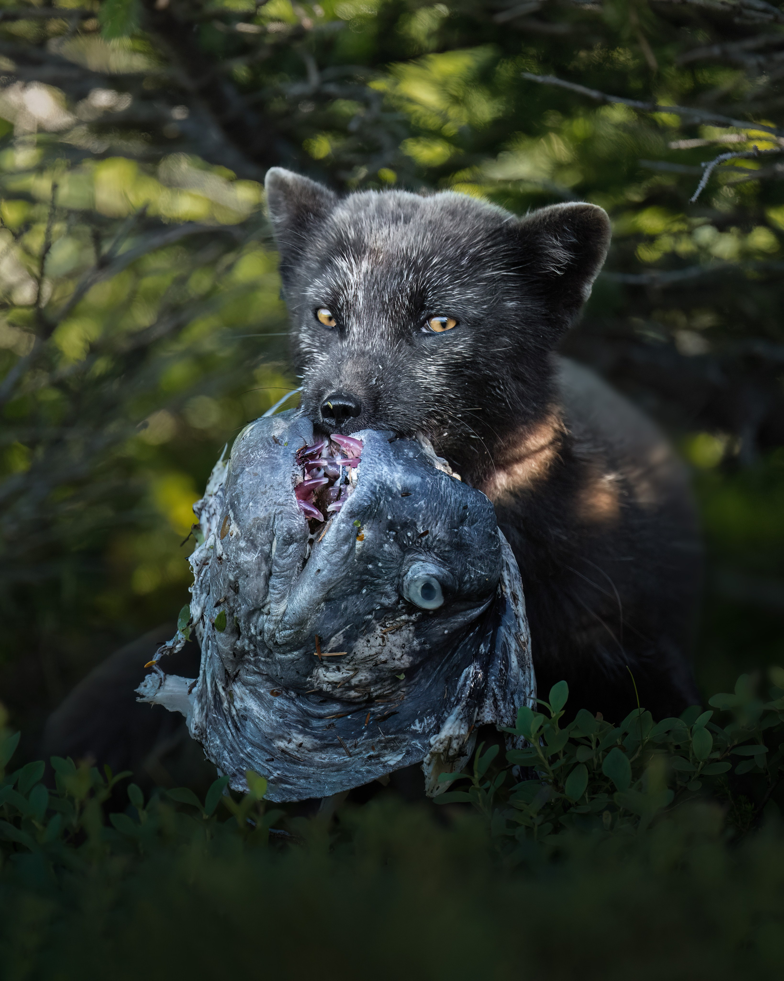 TRIPS. Fine art wildlife photographer Alexandra Surkova