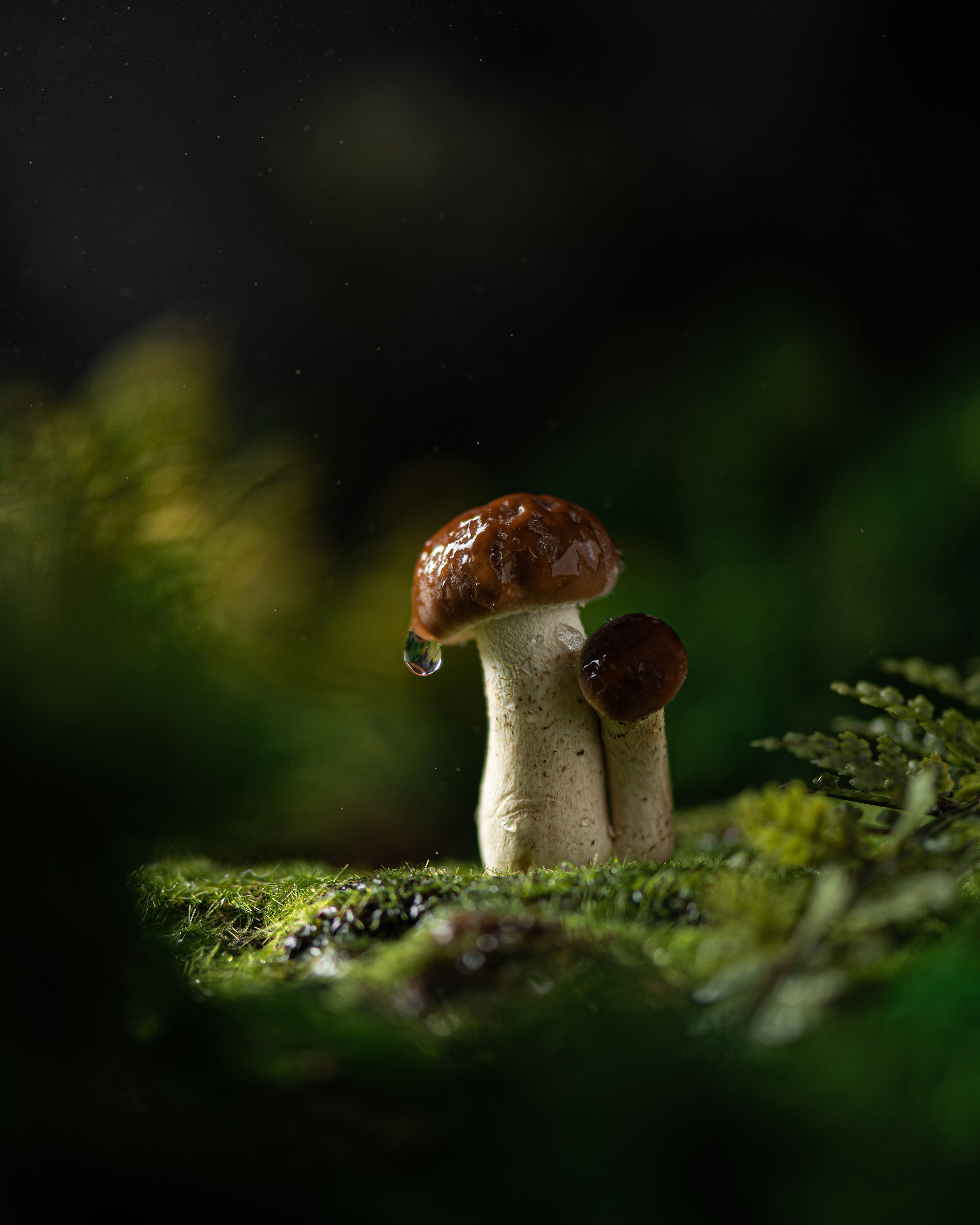 Portfolio Award 2025