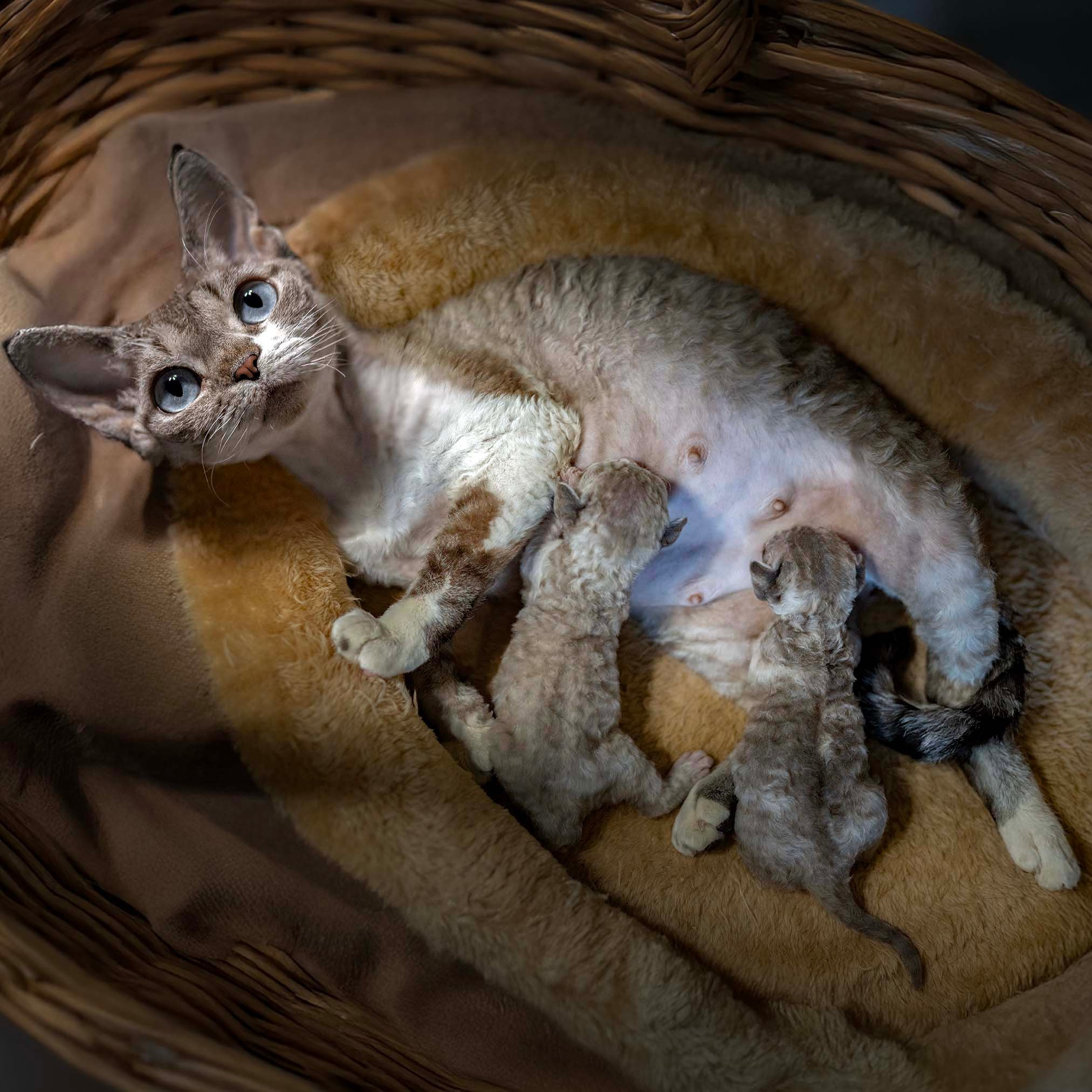 KITTENS. Devon Rex Pixie Cattery