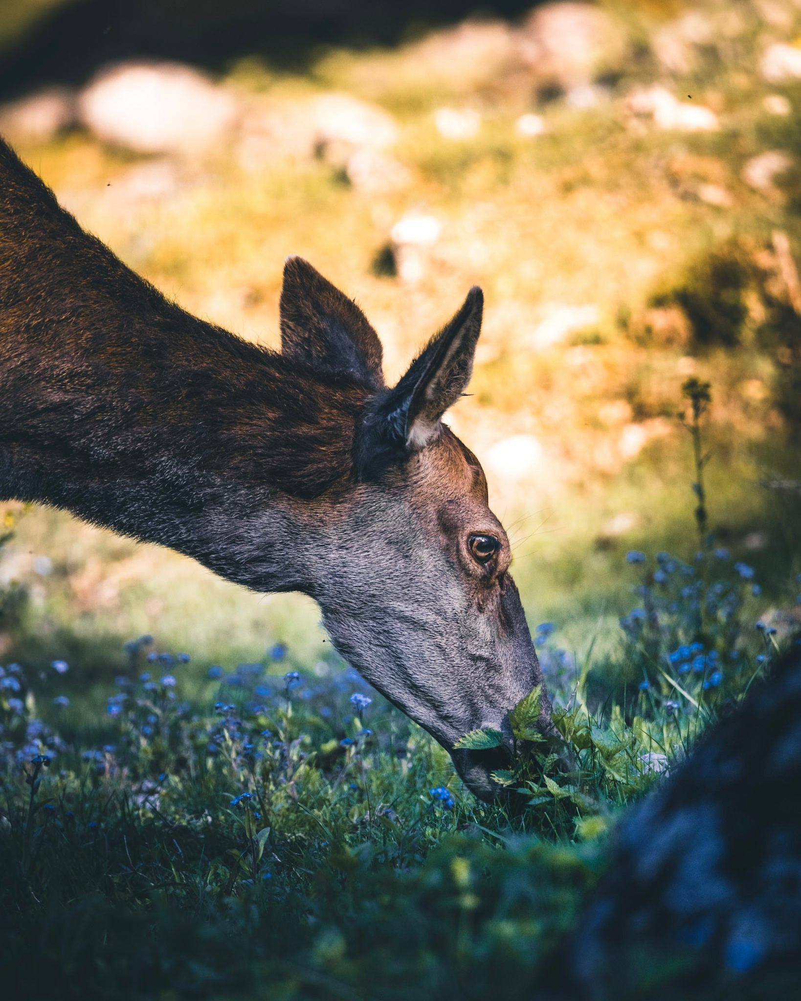 Fotoshooting im Naturpark Hohe Wand | Tierfotografie für die Naturparke Niederösterreich