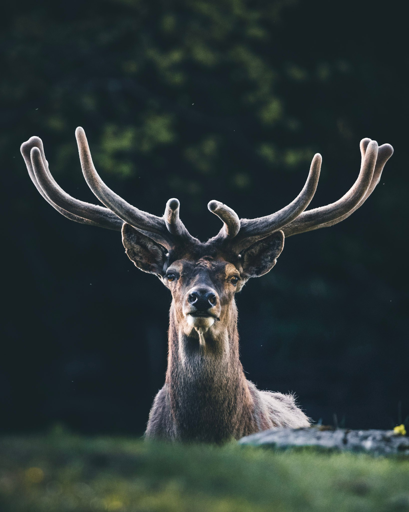 Fotoshooting im Naturpark Hohe Wand | Tierfotografie für die Naturparke Niederösterreich