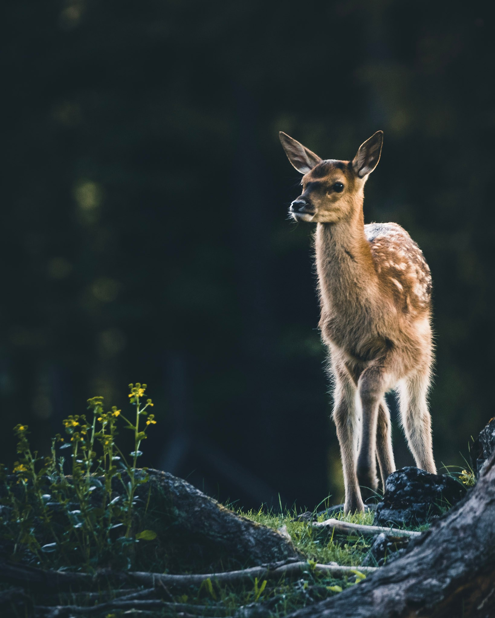 Fotoshooting im Naturpark Hohe Wand | Tierfotografie für die Naturparke Niederösterreich