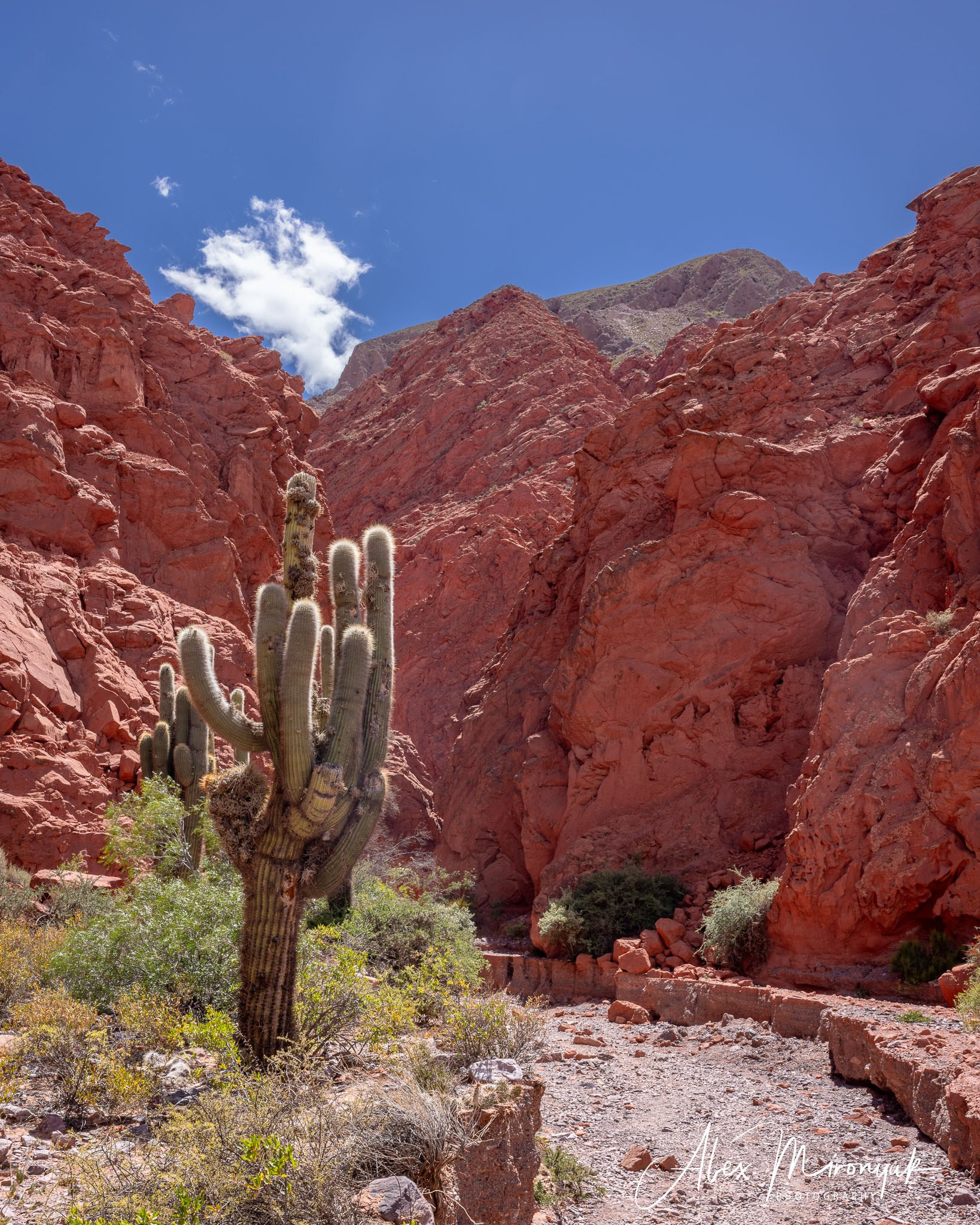 Unknown Northern Argentina. Pet, Senior, Landscape, portrait studio, photographer in Miami and Sou