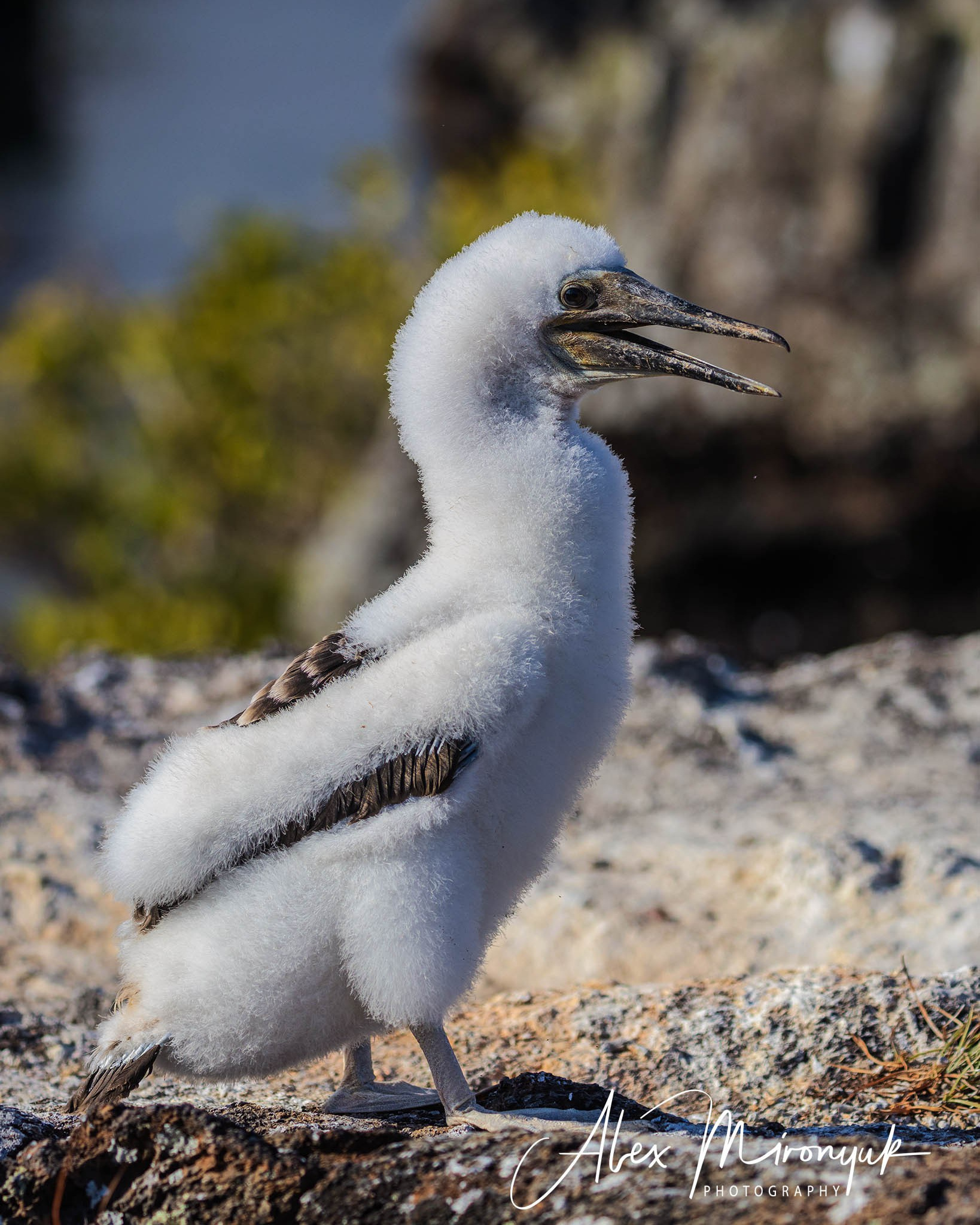 Galapagos Islands Adventure. Alex Mironyuk Photography