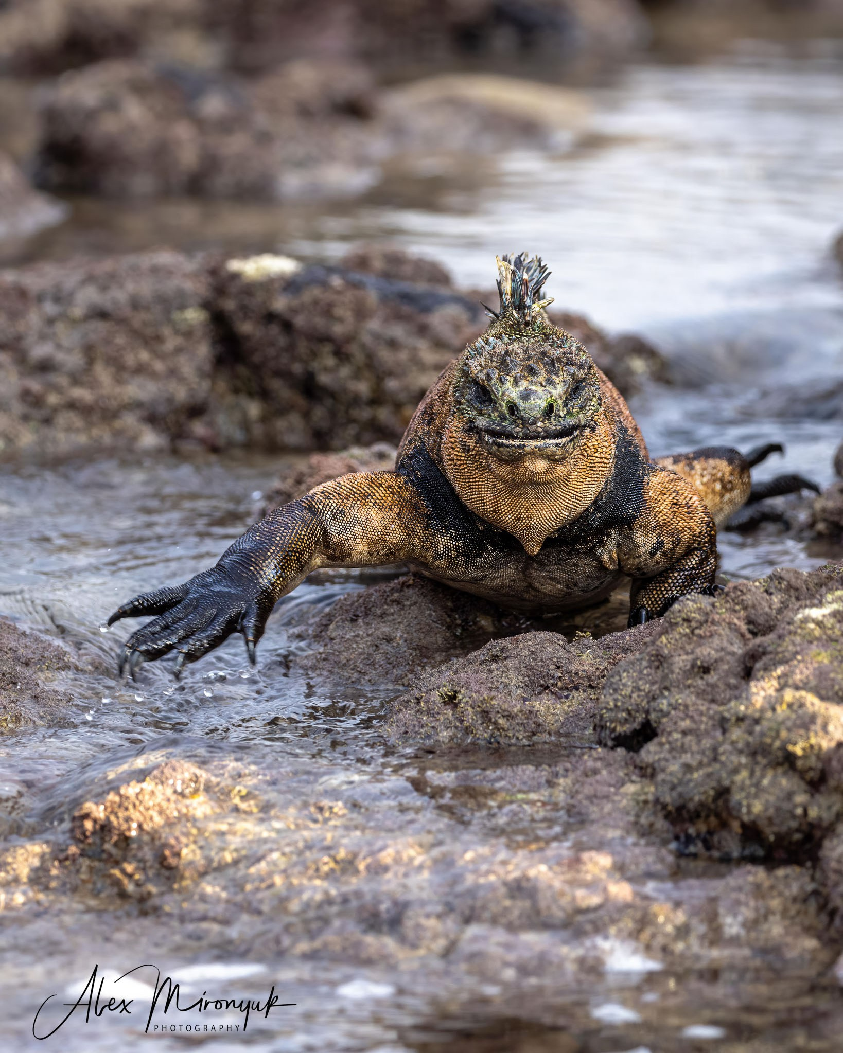 Galapagos Islands Adventure. Alex Mironyuk Photography