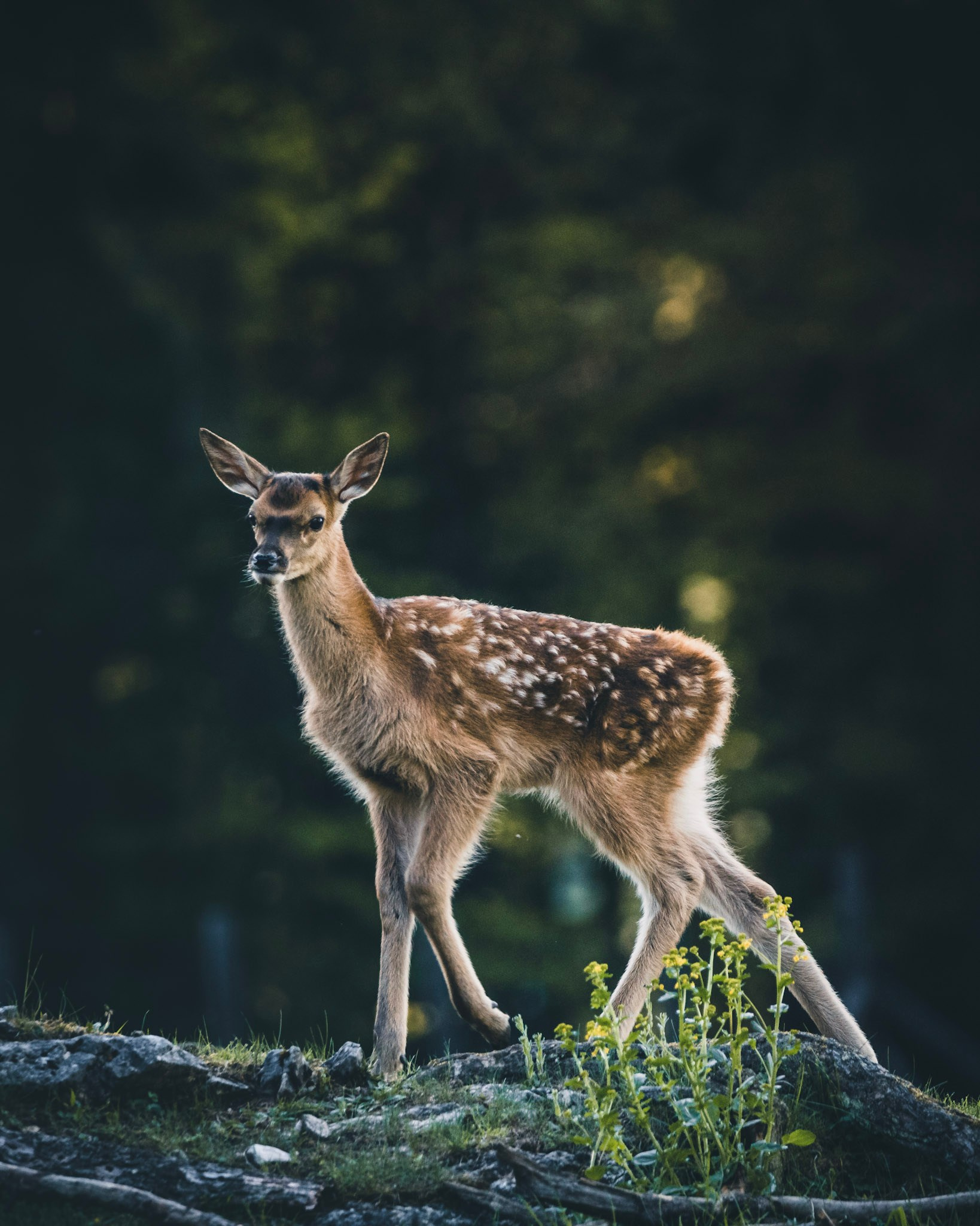 Fotoshooting im Naturpark Hohe Wand | Tierfotografie für die Naturparke Niederösterreich