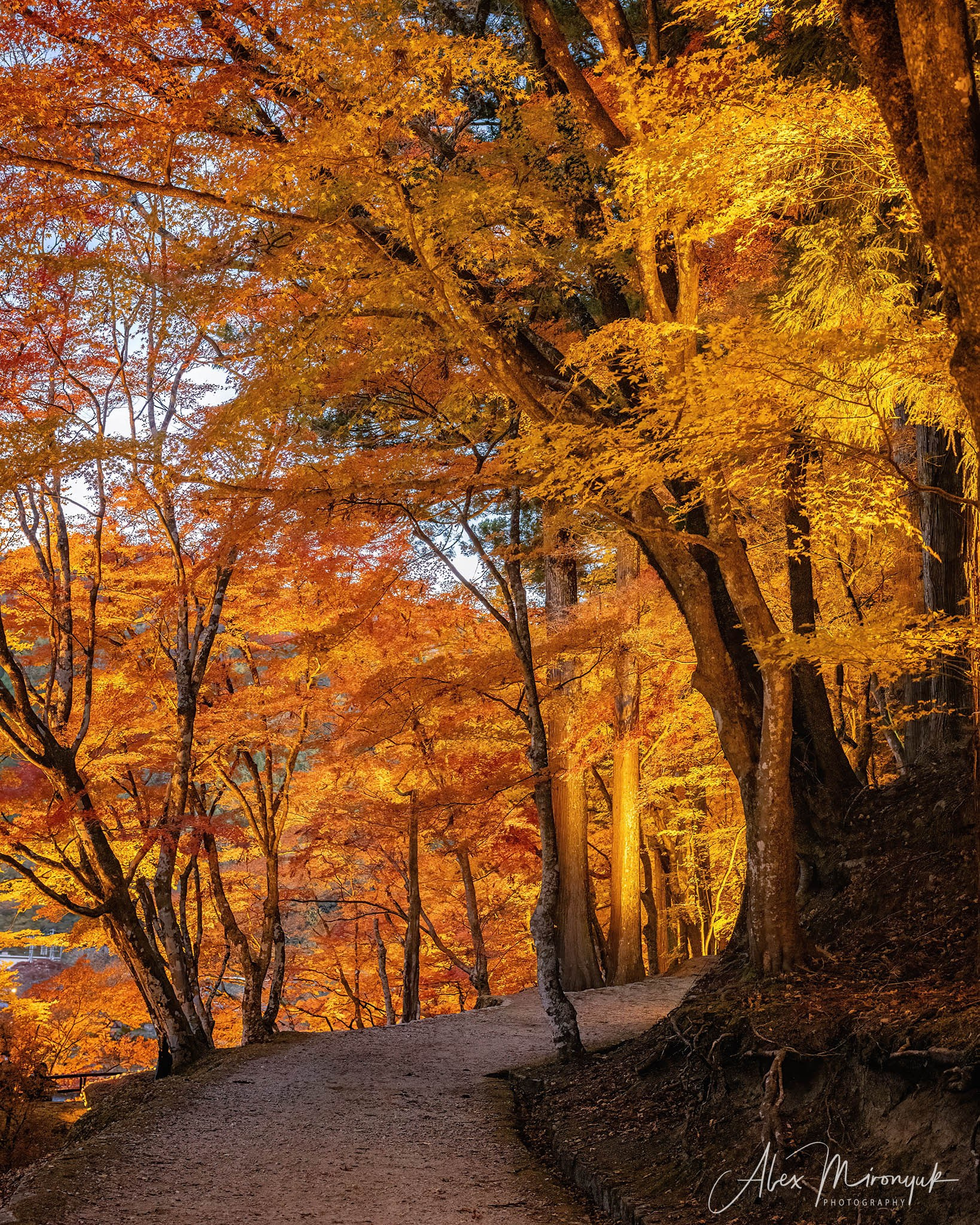 Autumn Colors of Japan. Pet, Senior, Landscape, portrait studio, photographer in Miami and Sou