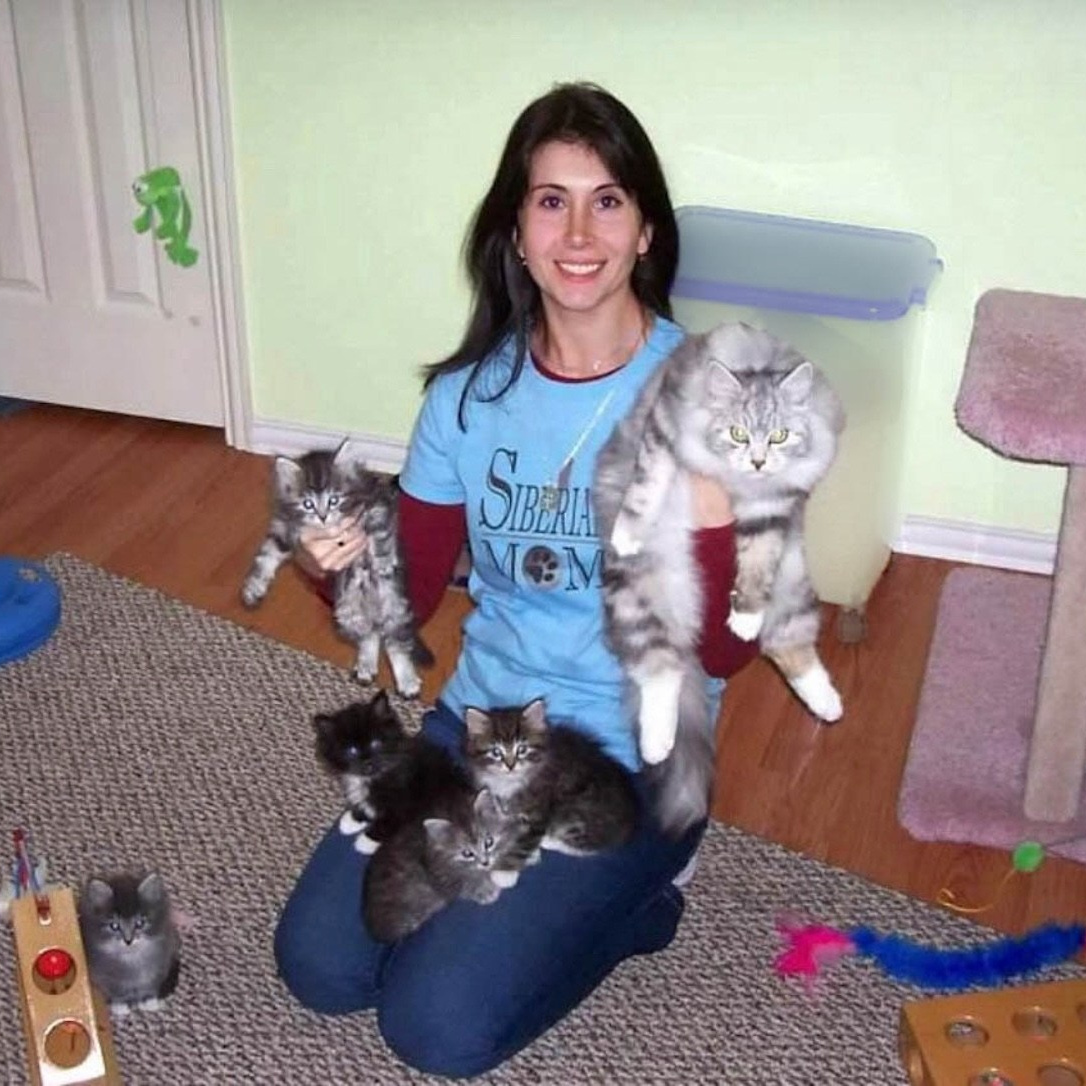 a woman in blue shirt holding hypoallergenic Siberian kittens.