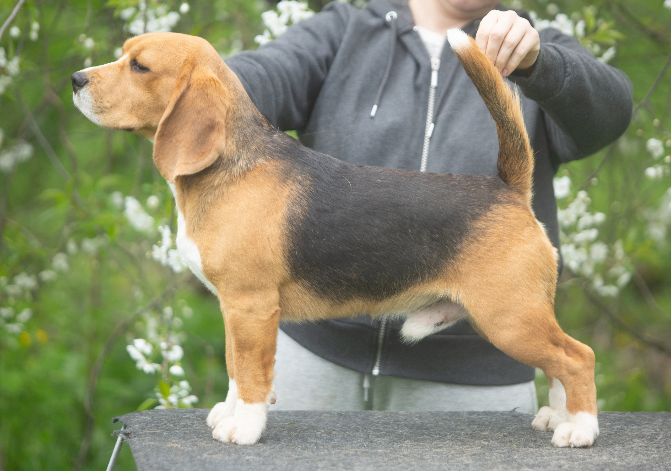 Puppies. Питомник биглей Selesta’s Dreams