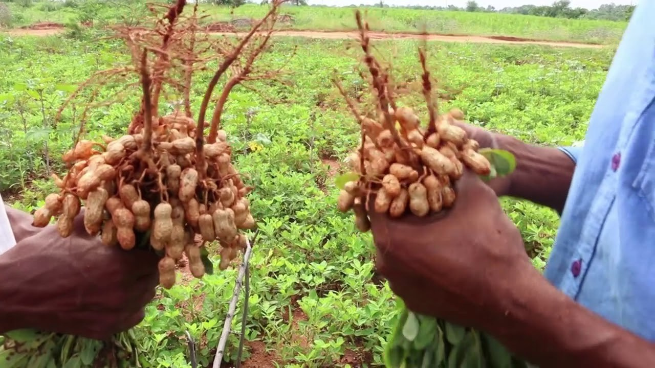How Grow Peat Boosts Peanut Groundnut Growth in Continuous Cropping. Boost Plant Growth with Organic Fertilizers: Our Effective Solution