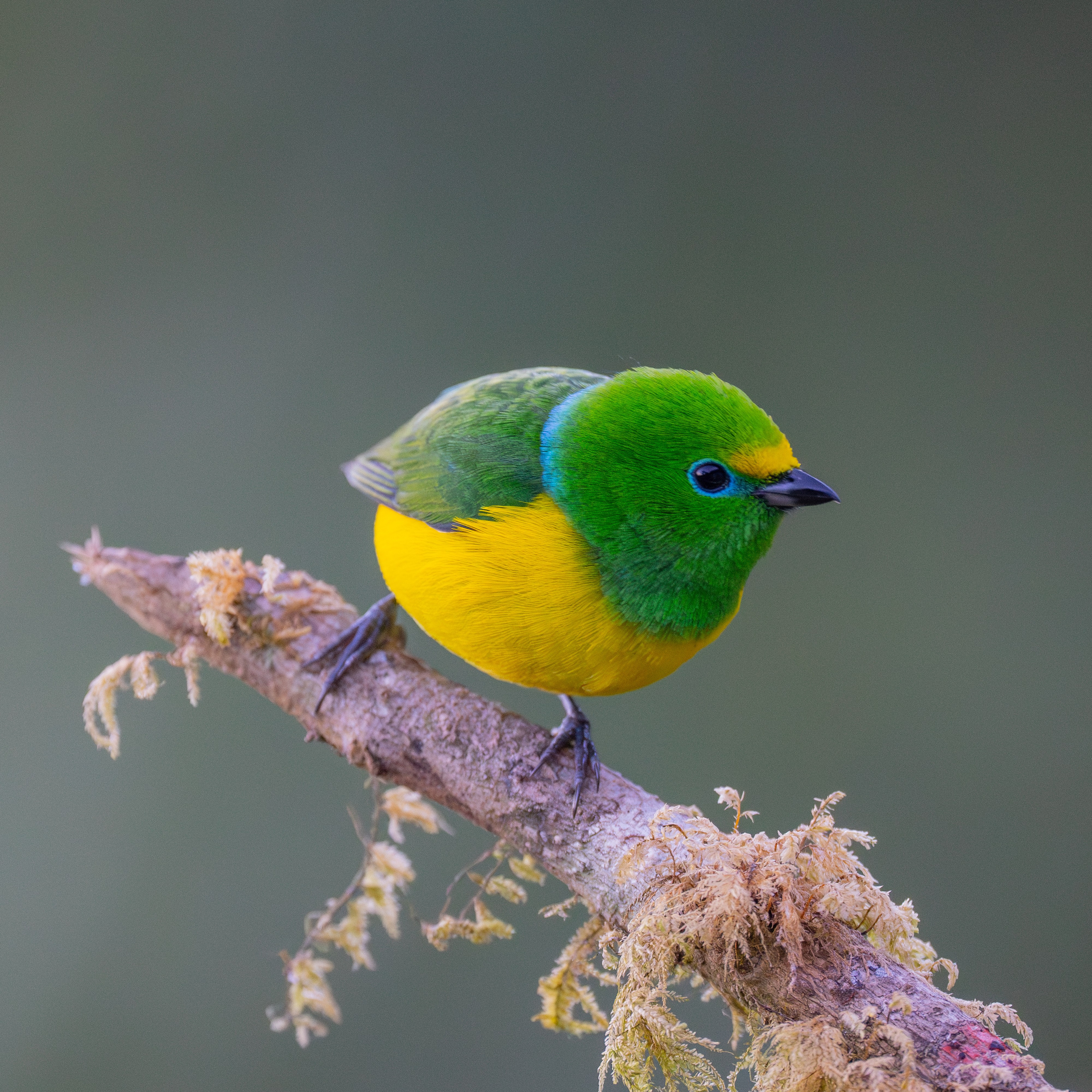 Nature photographer Yuri Soria-Galvarro