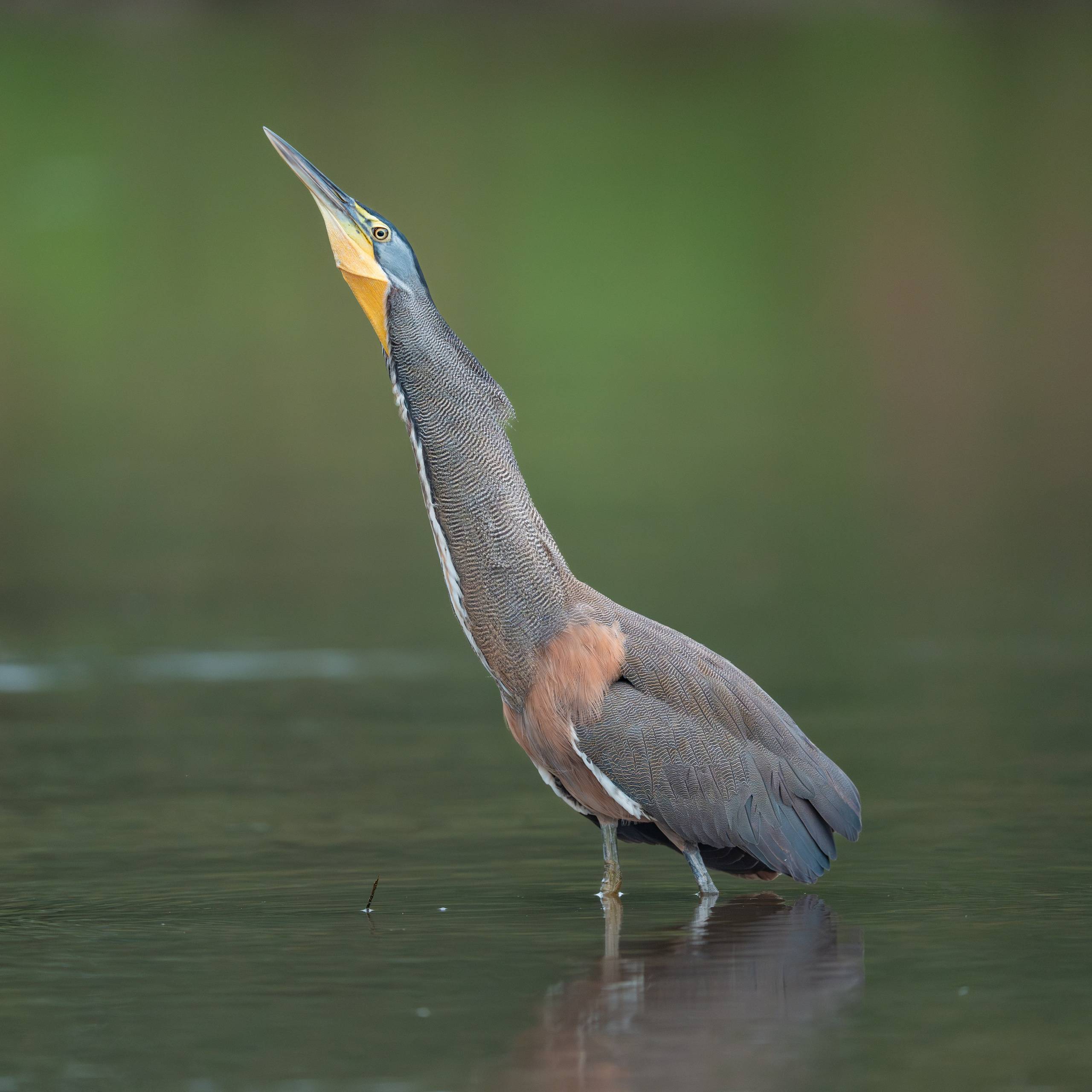 Nature photographer Yuri Soria-Galvarro